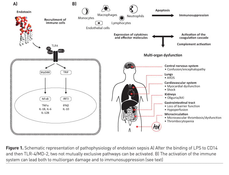 toxic shock syndrome pathogenesis