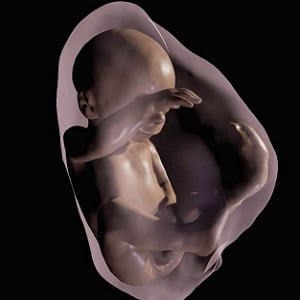 A 3-D virtual model MRI view of fetus at 26 weeks. A 3-D virtual model MRI view of fetus at 26 weeks.