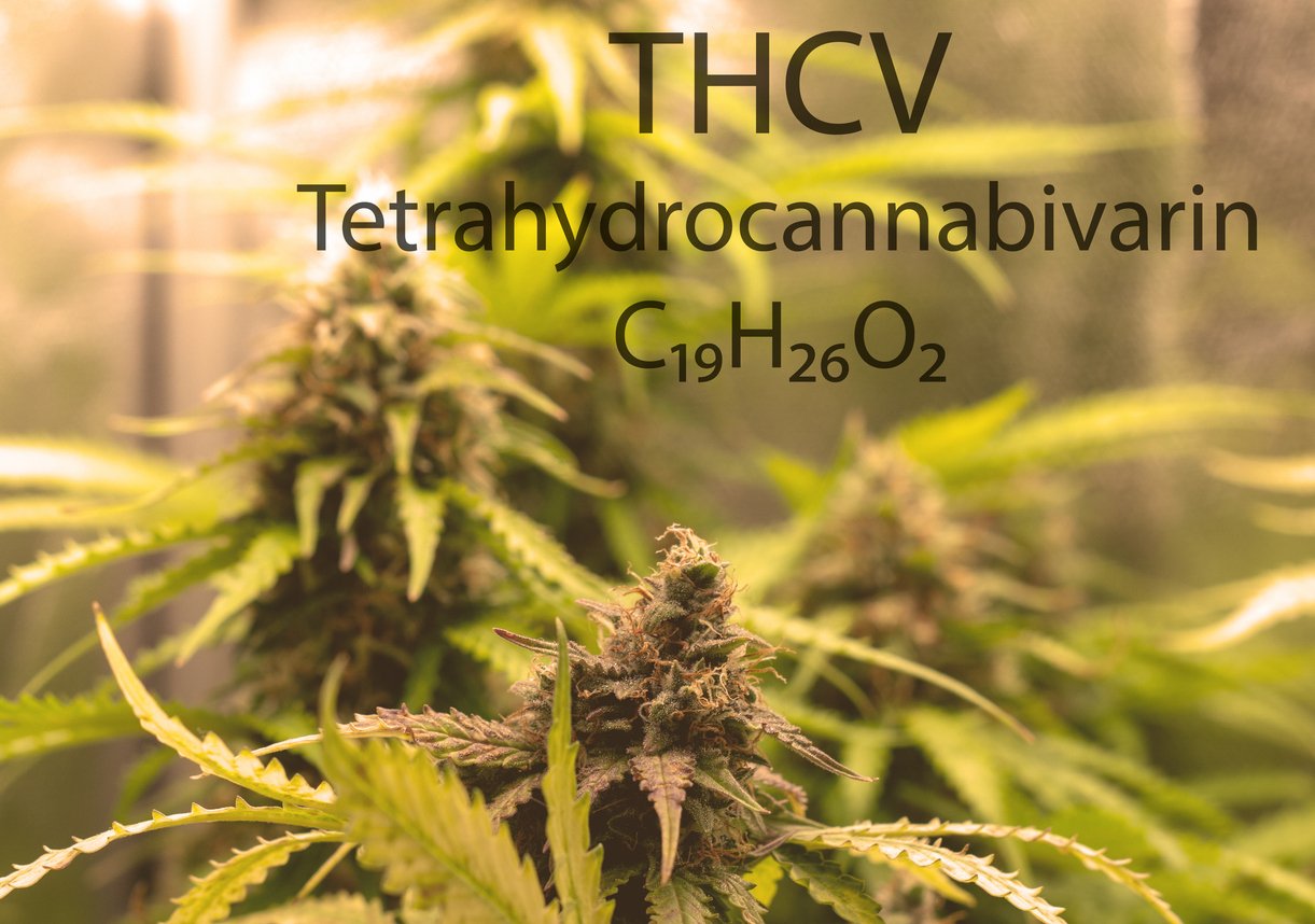 THCV: A Promising Cannabinoid For Weight Loss And Addiction Treatment