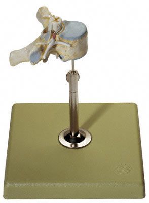 Spinal cord anatomical model / thoracic vertebra BS 28/1 SOMSO