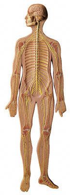 Nervous system anatomical model BS 27 SOMSO