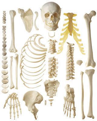 Skeleton anatomical model / disarticulated QS 41 SOMSO