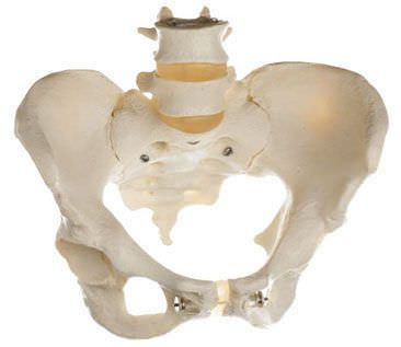 Pelvis anatomical model / with sacrum / female QS 26 SOMSO