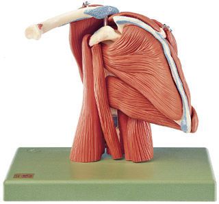 Shoulder anatomical model / muscle QS 55/6 SOMSO