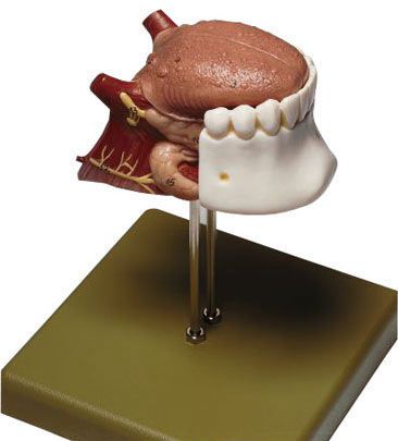 Tongue anatomical model FS 8 SOMSO