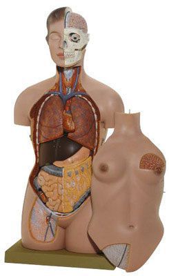 Torso anatomical model / female AS 40 SOMSO