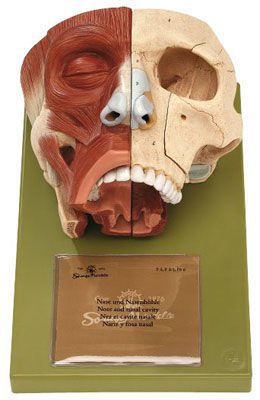 Nose anatomical model FS 3 SOMSO