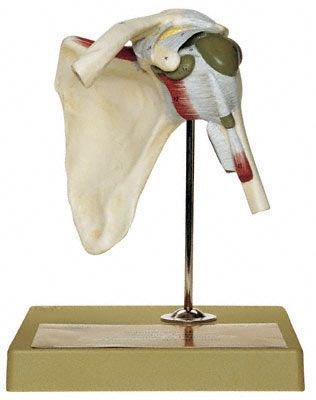 Joints anatomical model / shoulder NS 17 SOMSO