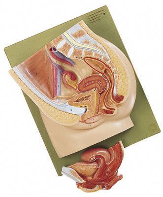 Pelvis anatomical model / female SOMSO