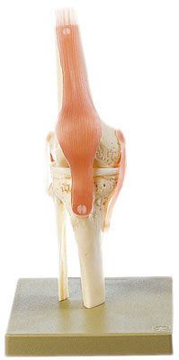 Joints anatomical model / knee NS 50 SOMSO