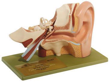 Ear anatomical model DS 3 SOMSO