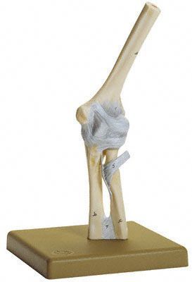 Joints anatomical model / elbow NS 18 SOMSO