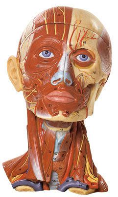 Muscular anatomical model / head SOMSO
