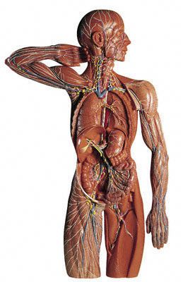 Lymphatic system anatomical model HS 19/1 SOMSO