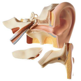 Ear anatomical model DS 5 SOMSO