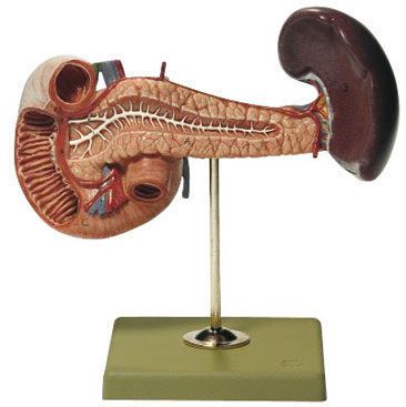 Pancreas anatomical model SOMSO