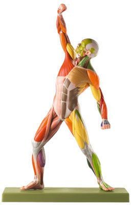 Muscular anatomical model / male AS 3 AP/NR SOMSO