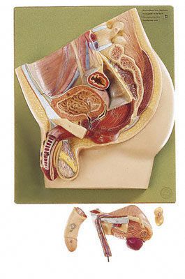 Pelvis anatomical model / male MS 2 SOMSO