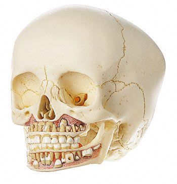 Skull anatomical model / child / articulated QS 3/2 SOMSO