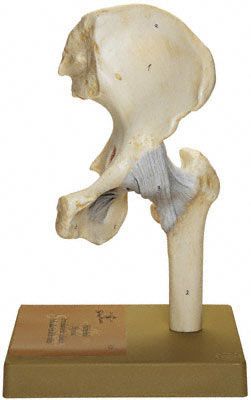 Joints anatomical model / hip NS 20 SOMSO