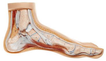 Foot anatomical model NS 1 SOMSO