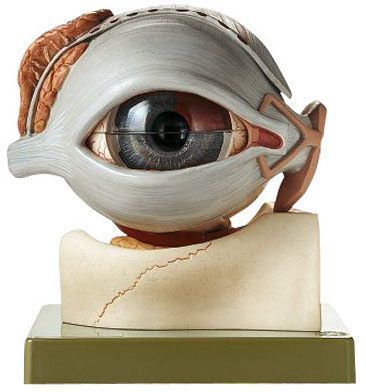 Eye anatomical model CS 16 SOMSO