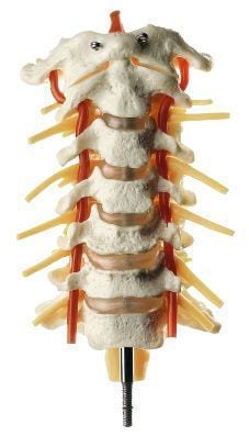 Cervical anatomical model / vertebra QS 62 SOMSO