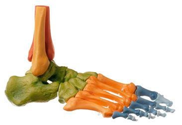 Tibia anatomical model / foot / skeleton QS 22/4 SOMSO