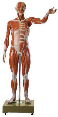 Muscular anatomical model / male AS 2/2 SOMSO