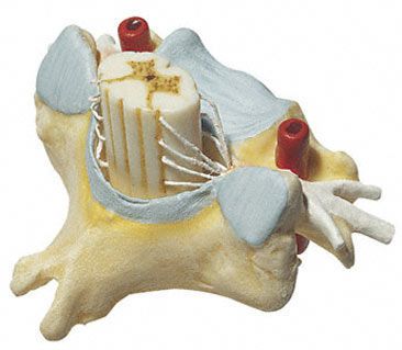 Vertebra anatomical model / spinal cord / cervical BS 29 SOMSO