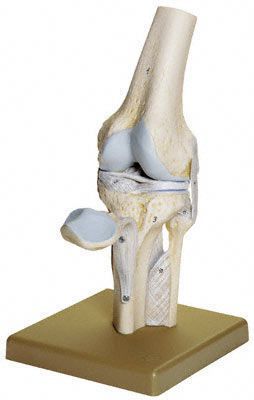 Joints anatomical model / knee NS 19 SOMSO