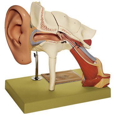 Ear anatomical model DS 1 SOMSO