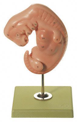 Embryo anatomical model MS 11 SOMSO