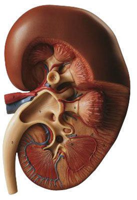 Kidney anatomical model LS 5 SOMSO