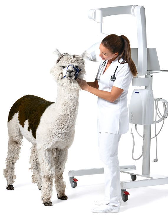 Dental x-ray generator (dental radiology) / digital / veterinary Planmeca ProX™ Planmeca