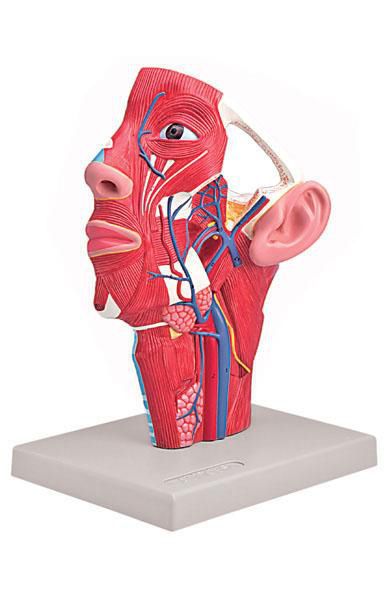 Head anatomical model 6030.09 Altay Scientific