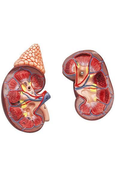 Kidney anatomical model / with adrenal gland 6140.07 Altay Scientific