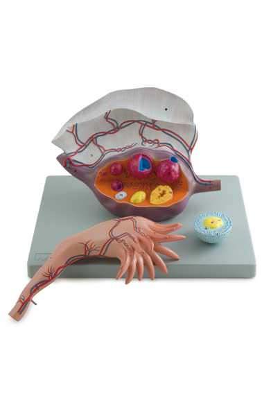 Ovary anatomical model 6180.31 Altay Scientific