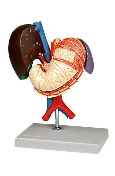Stomach anatomical model 6090.20 Altay Scientific