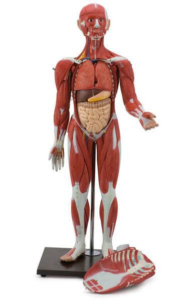 Muscular anatomical model / dual-sex 6000.56 Altay Scientific
