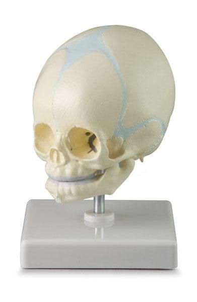 Skull anatomical model / fetus / articulated 6042.26 Altay Scientific