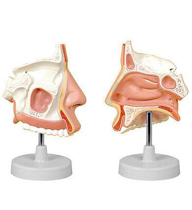 Nasal cavity anatomical model 6120.03 Altay Scientific