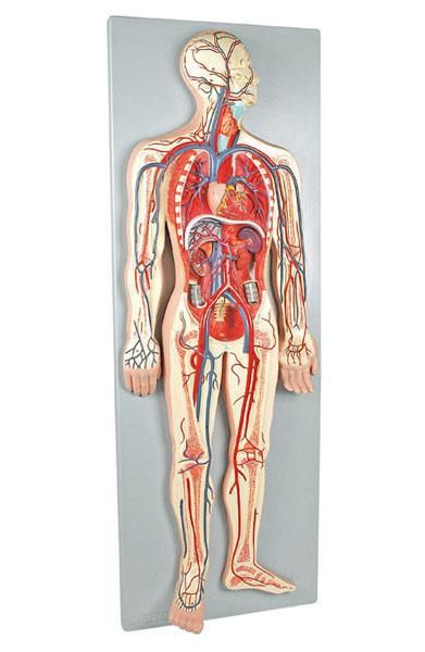 Circulatory system anatomical model 6070.07 Altay Scientific