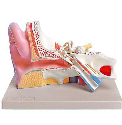 Ear canal anatomical model 6220.08 Altay Scientific