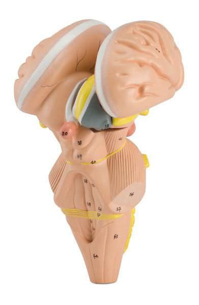Brainstem anatomical model 6160.18 Altay Scientific