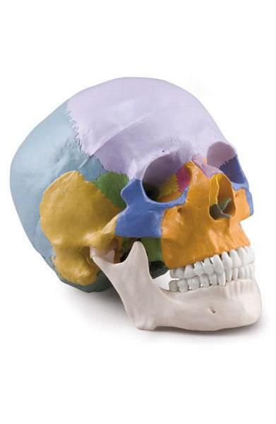 Skull anatomical model / articulated 6042.29 Altay Scientific