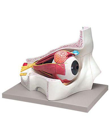 Eye anatomical model / with orbit 6210.02 Altay Scientific