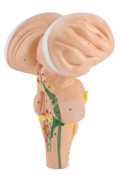 Brainstem anatomical model 6160.23 Altay Scientific