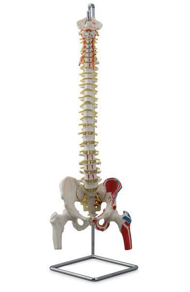Vetebral column anatomical model / with removable pelvis / with muscle marking / flexible 6041.08 Altay Scientific