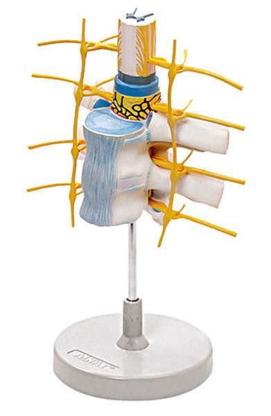 Thoracic vertebra anatomical model 6160.03 Altay Scientific